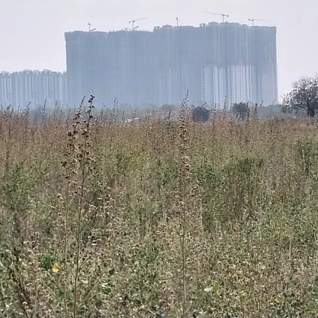 Skyline View Distant view of the high-rise towers and skyline at Prestige Golden Grove in Hyderabad across open land